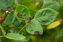 Black spot (Diplocarpon rosae) discreet dark lesions on young rose leaves, Berkshire, England, UK, June
