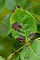 Black spot (Diplocarpon rosae) discreet dark lesions on young rose leaves, Berkshire, England, UK, June