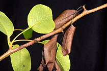 Nectria pear canker (Neonectria ditissima) lesion with living green and dead brown leaves on a pear branch, Berkshire, England, UK, June