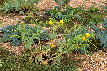 Yellow horned poppy (Glaucium flavum) plant with flowers and long seedpods on Chesil Beach shingle, Dorset, England, UK, June.