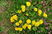 Dandelion (Taraxacum officinale) plant rosette with a large number of yellow composite flowers, Berkshire, England, UK, May