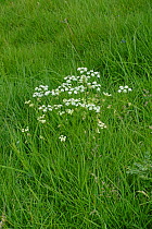 Pignut (Conopodium majus) a small umbellifer flowering in chalk dwnland grassland, Berkshire, England, UK, May