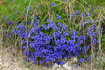 Milkwort (Polygala vulgaris) flowering bright blue beside a chalk downland path in early summer, Berkshire, England, UK, May
