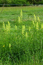 Wild or yellow mignonette (Reseda lutea) flowering plant in front of an electric sheep fence on chalk downland, Berkshire, England, UK, May.