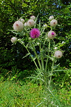 Woolly thistle (Cirsium eriophorum) purple flowers and grey glaucous and spiny buds of large plant on chalk downland, Berkshire, England, UK, June