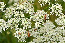 Common red soldier beetle (Rhagonycha fulva) gathering, feeding and mating on a hogweed flower in summer, Berkshire, England, UK, July
