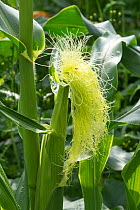 Sweetcorn or corn (Zea mays) silk exposed above the husk on the cob and receptive to wind dispersed pollen from the male tassels. Berkshire, England, UK, August.