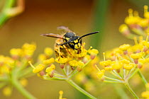 German wasp (Vespula germanica) feeding on nectar from fennel flowers, Berkshire, England, UK, August