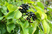 Leaves and berries of common or purging buckthorn (Rhamnus cathartica) in late summer, Berkshire, England, UK, August