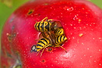 Common wasps (Vespula vulgaris) feeding through a hole in the skin on a ripe red discovery apple on the tree, Berkshire, England, UK, August