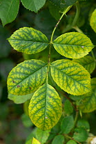 Dark veins and yellow interveinal chlorosis, a symptoms of iron deficiency on ornamental garden rose leaves, Berkshire, England, UK, August