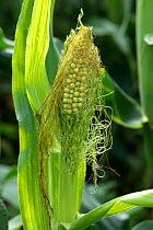 Deformed Sweet corn (Zea mays) tassel ear that has produced kernels which are not protected by a husk, the plant also produces a normal cob. Berkshire, England, UK, August.