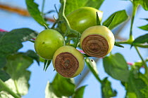 Blossom end rot, calcium deficiency symptoms on a glasshouse grown tomato fruit var. Roma, Berkshire, England, UK, September
