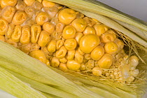 Poorly and unevenly pollinated exposed kernels on a ripe cob of sweet corn (Zea mays), undeveloped and partly fertilized, Berkshire, England, UK, September,