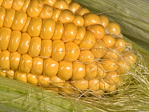 Partly exposed kernels on a ripe cob of sweet corn (Zea mays) grown in a vegetable garden, Berkshire, England, UK, September,