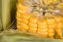 Exposed ripe cob of sweetcorn (Zea mays) cut across to show structure and attachment of kernels, Berkshire, England, UK, September,