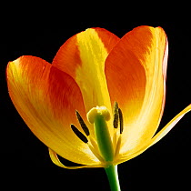 A section of a Tulip (Tulipa) flower showing its structure, red orange sepals, anthers, stamens, style, stigma and ovary