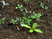 Various seedling broad-leaved weeds in a very young sugar beet crop on the Fens in Cambridgeshire, England, UK.