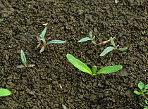 Redshank (Persicaria maculosa) seedlings with other weeds in seedling sugar beet on Cambridgeshire Fen soil