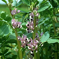 A crop of Field or Fava beans (Vicia faba) flowering. Used for animal food and as a break crop to replace soil nitrogen levels