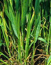 Powdery mildew (Erysiphe graminis) infection on wheat crop coming into ear, white pustules on the stem and lower leaves
