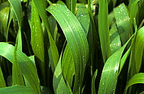 Flag leaves on a wheat crop with clear and discreet droplet from a spray application from a tractor and boom sprayer.