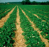 A field of strawberry plants in flower in rows with straw to mulch, prevent weeds and protect ripening fruit, Oxfordshire