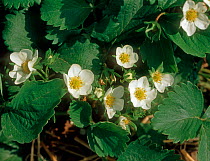 Close up of strawberry plant in flower
