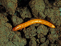 Lined click beetle larva or wireworm (Agriotes lineatus) a soil pest which attacks roots of plants