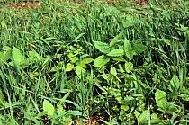 Severe infestation of several broad-leaved weed species in a young wheat crop, Cambridgeshire, England, UK,