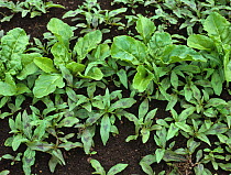 Redshank (Polygonum maculosa) weed plants in young sugar beet crop on dark fen soil