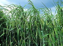 Onion couch / False oat-grass (Arrhenatherum elatius) arable grass weed in a wheat crop coming into ear