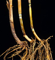 Wheat crop with stem bases and roots infected with Fusarium foot rot fungal disease (Fusarium sp)