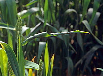 Twisted flag leaf a symptom of copper deficiency in a wheat crop and a lack of nutrient minerals in the soil