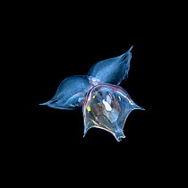 Flying sea snail (Clio sp.) photographed at night, Green Island, Taiwan. Lundgren