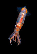 Unidentified squid (Teuthida sp.) photographed at night, Kenting National Park, Taiwan. Lundgren