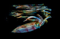 Oval squid (Sepioteuthis lessoniana) photographed at night, Marsa Nakari, Red Sea, Egypt. Magnus