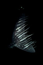 Shark suckers (Remora remora) attached to the tail of a whale shark (Rhincodon typus), Triton Bay, Papua Barat, Indonesia. Photographed at night. Nature inFocus Competition 2020 Winner of the Special...