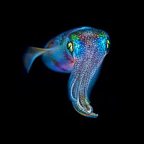 Oval squid (Sepioteuthis lessoniana) photographed at night, Green Island, Taiwan. Lundgren