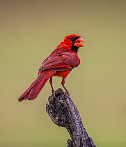 Northern cardinal (Cardinalis cardinalis) male, perched on snag. Lower Rio Grande Valley, Linn, Hidalgo County, Texas, USA. July.