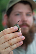 Buff-bellied hummingbird (Amazilia yucatanensis) in the hand of wildlife biologist from Texas Parks and Wildlife. Hummingbird mist netted for ringing. Southmost Preserve, The Nature Conservancy reserv...