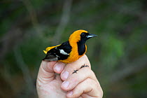 Hooded oriole (Icterus cucullatus) male in the hand, mist netted and banded by Texas Parks and Wildlife. Southmost Preserve, The Nature Conservancy reserve, Brownsville, Texas, USA. July 2019.
