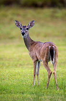 White-tailed deer (Odocoileus virginianus) doe, portrait. Lower RIo Grande Valley, Linn, Hidalgo County, Texas, USA. July.