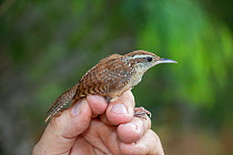 Carolina wren (Thryothorus ludovicianus) in the hand following mist netting and ringing by Texas Parks and Wildlife Department. Southmost Preserve, The Nature Conservancy reserve, Brownsville, Texas,...