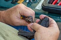 Bronzed cowbird (Molothrus aeneus) held by wildlife biologist from Texas Parks and Wildlife during ringing. Southmost Preserve, The Nature Conservancy reserve, Brownsville, Texas, USA. July 2019.