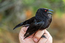 Bronzed cowbird (Crotophaga sulcirostris) in the hand following mist netting and ringing by Texas Parks and Wildlife. Southmost Preserve, The Nature Conservancy reserve, Brownsville, Texas, USA. July...