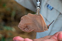 Buff-bellied hummingbird (Amazilia yucatanensis) in stocking for weighing during bird ringing by Texas Parks and Wildlife. Southmost Preserve, The Nature Conservancy reserve, Brownsville, Texas, USA....
