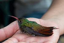 Buff-bellied hummingbird (Amazilia yucatanensis) in the hand ready for release following mist netting and weighing by Texas Parks and Wildlife. Southmost Preserve, The Nature Conservancy reserve, Brow...