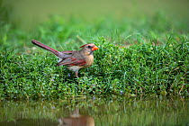 Northern cardinal (Cardinalis cardinalis) female at edge of pond, reflected in water. Lower RIo Grande Valley, Linn, Hidalgo County, Texas, USA. July.