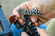 Ladder-backed woodpecker (Dryobates scalaris) in the hand, biologist measuring size of leg during bird ringing. Southmost Preserve, The Nature Conservancy reserve, Brownsville, Texas, USA. July 2019.